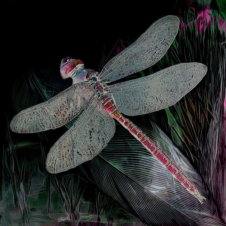 il-Mazzarell fil-Gnien - Maltese Dragonfly Cushion Cover