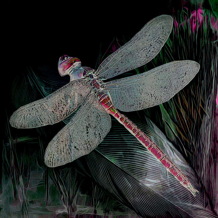 il-Mazzarell fil-Gnien  - Maltese Dragonfly Cushion Cover